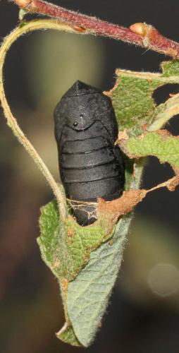 Réf. 112 718 : Scoliopteryx libatrix