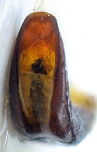 Chrysolina cerealis