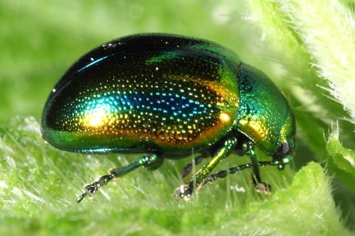 Réf. 112 085 : Chrysolina fastuosa