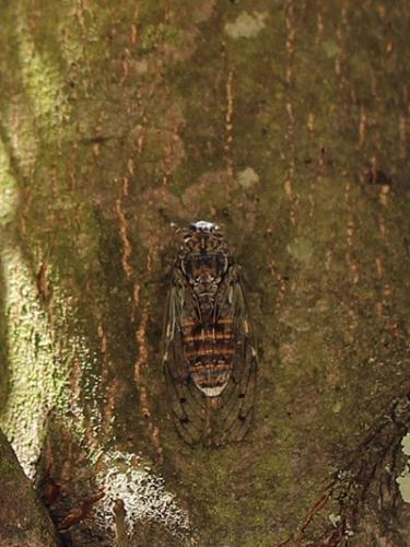 Cicada orni