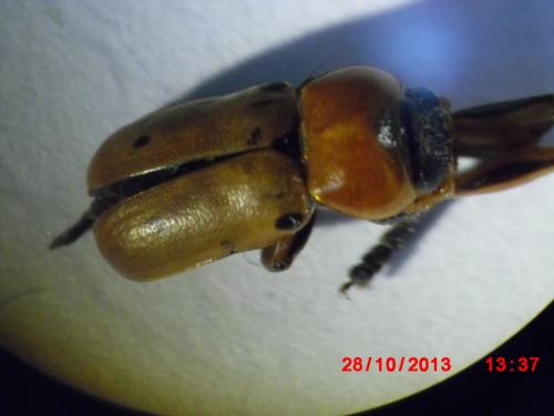 Macrolenes sp.