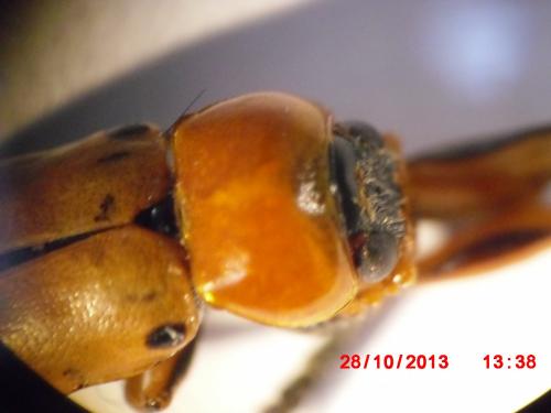 Macrolenes sp.
