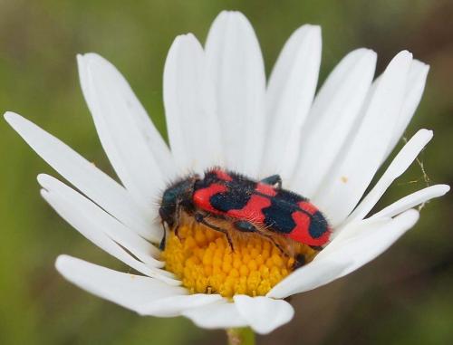 Trichodes alvearius
