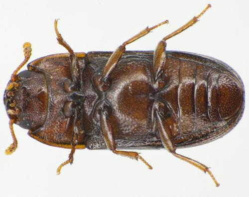 Réf. 112 334 : Clamoris crenata