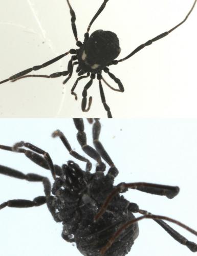 Nemastoma lugubre