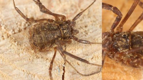 Oligolophus tridens