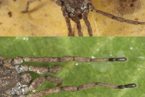 Trogulus martensi