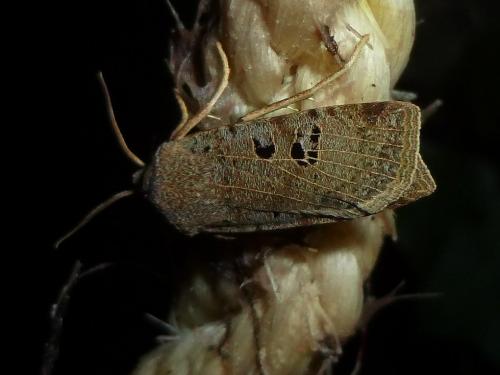Réf. 112 501 : Conistra rubiginosa