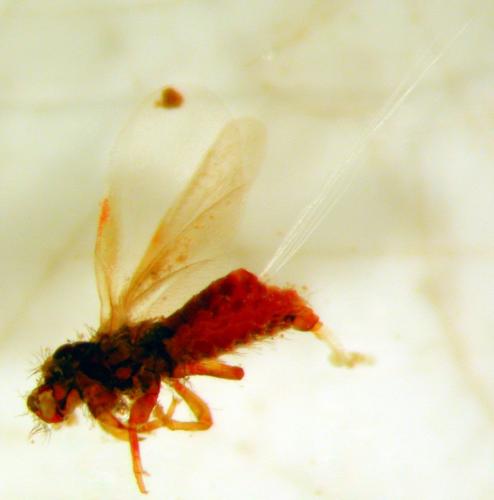 Porphyrophora polonica