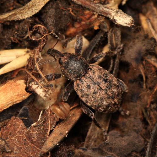 Réf. 112 656 : Donus globosus