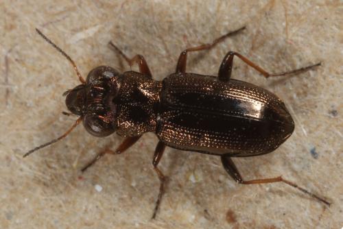 Réf. 112 709 : Notiophilus rufipes