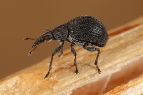 Oxystoma craccae