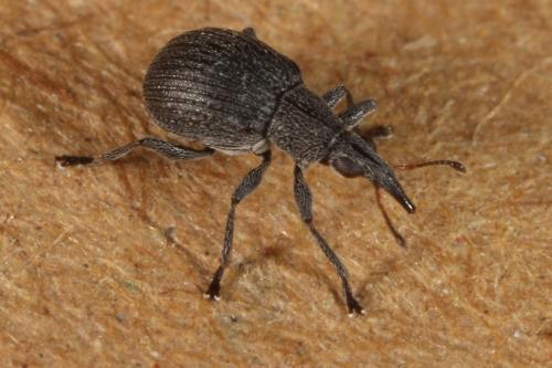 Oxystoma craccae