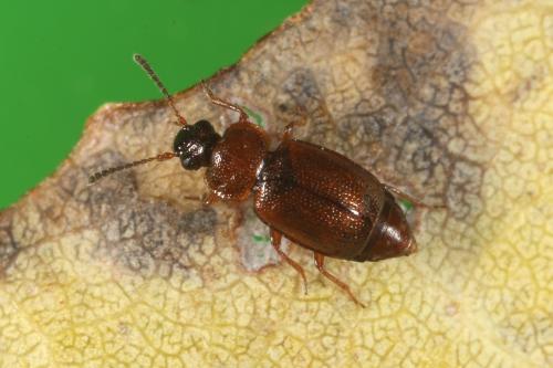 Réf. 112 805 : Anthobium atrocephalum