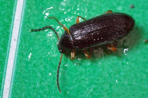 Mycetochara maura