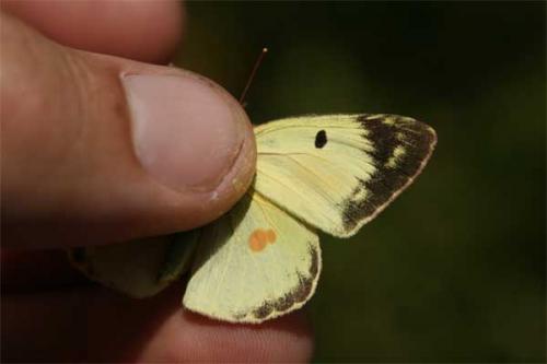 Colias sp.