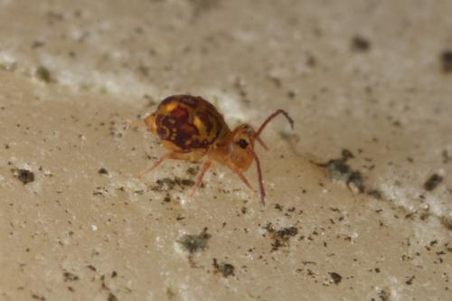 Dicyrtomina ornata