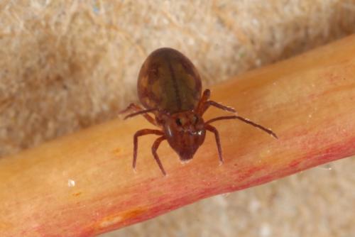 Dicyrtoma fusca