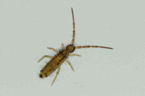 Entomobrya muscorum