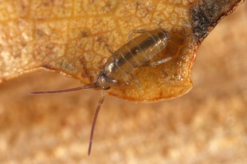 Tomocerus minor