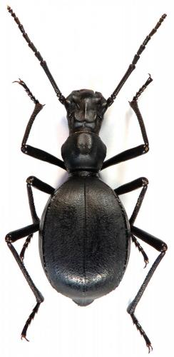 Réf. 112 982 : Leptoderis solieri
