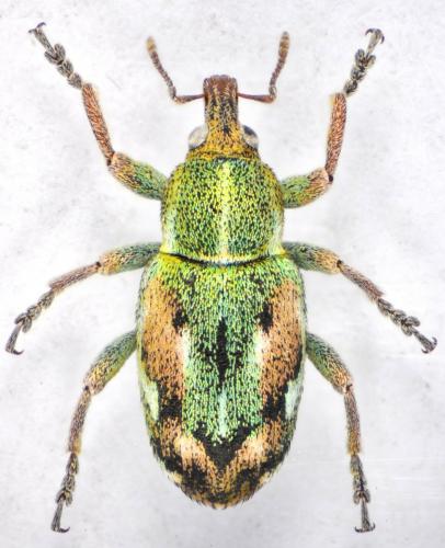 Réf. 112 297 : Coniatus tamarisci