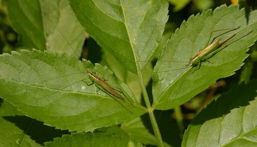 Conocephalus fuscus