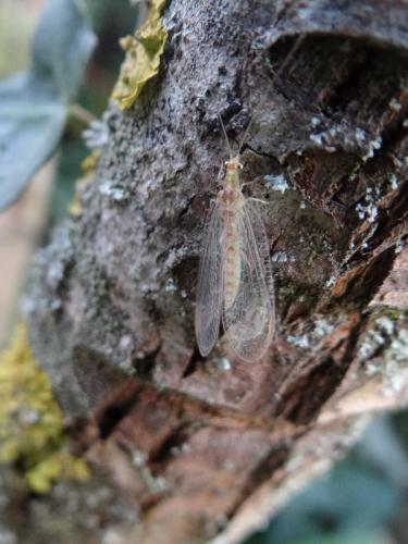 Chrysoperla sp.