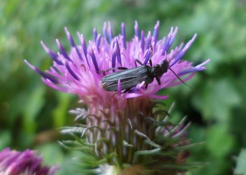 Oedemera sp.