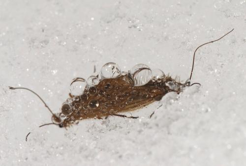 Réf. 112 945 : Chaetopteryx villosa