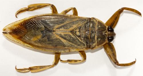 Réf. 112 513 : Lethocerus cordofanus