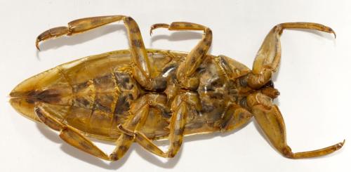 Réf. 112 514 : Lethocerus cordofanus