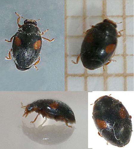 Scymnus schmidti