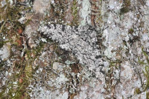 Biston betularia