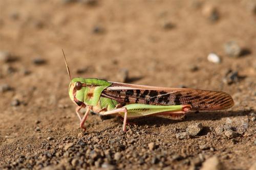 Réf. 112 852 : Locusta migratoria
