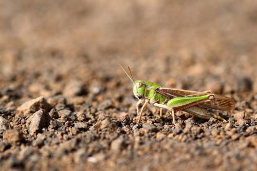 Réf. 112 914 : Locusta migratoria
