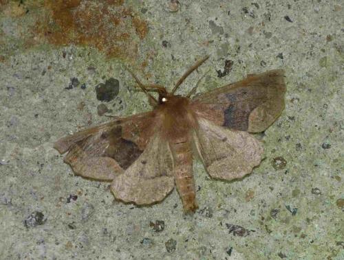 Réf. 112 643 : Crocallis tusciaria