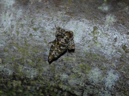 Agriopis aurantiaria