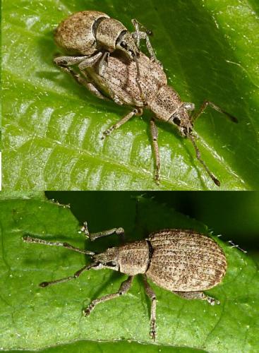 Réf. 112 893 : Peritelus sphaeroides