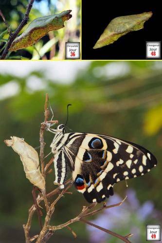 Réf. 112 703 : Papilio demodocus
