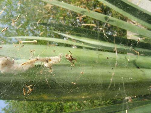 Cyrtophora citricola