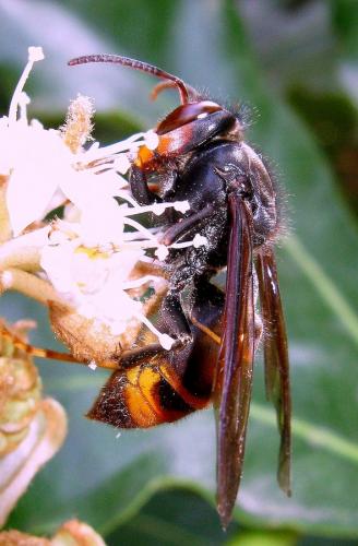 Vespa velutina