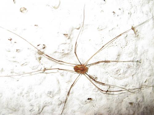 Dasylobus argentatus