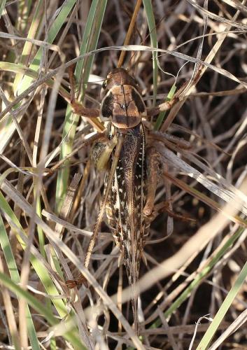Réf. 112 614 : Decticus albifrons