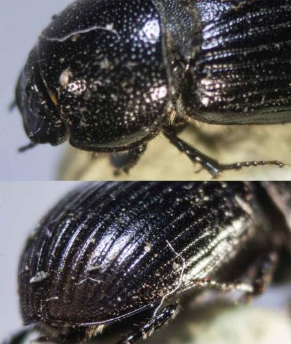 Réf. 112 012 : Otophorus haemorrhoidalis