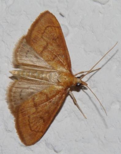 Réf. 112 564 : Anania testacealis