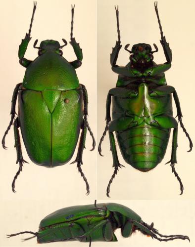 Dicronorhina johnstoni