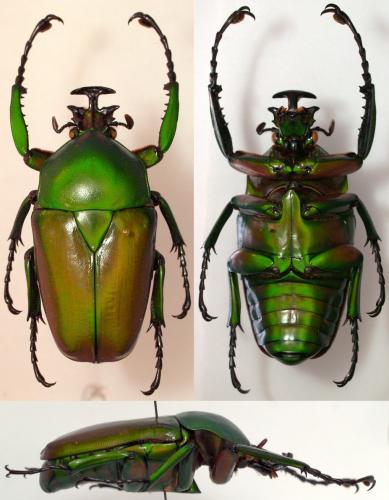 Dicronorhina johnstoni
