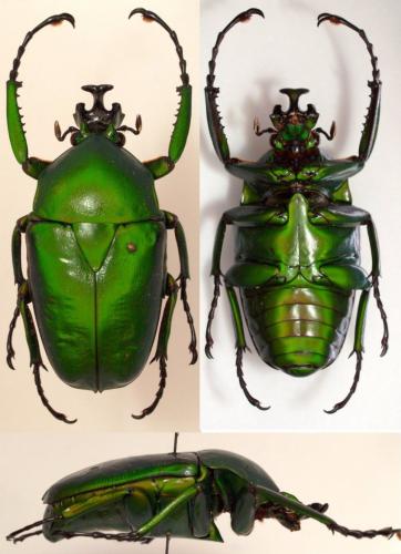 Dicronorhina cavifrons