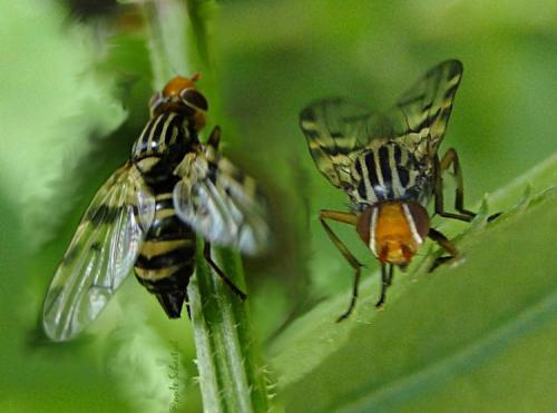 Otites porcus